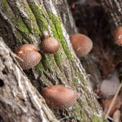 【体験予約】古民家で里山の暮らし体験～しいたけ菌打ち～（予約受付：2月10日（火）～）