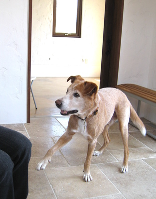 金子担当・愛犬といっしょのレッスン（30分）