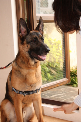 金子担当・愛犬といっしょのレッスン（30分）