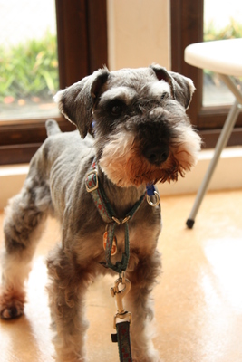 金子担当・愛犬といっしょのレッスン（30分）