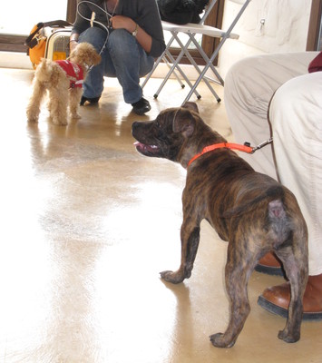 金子担当・愛犬といっしょのレッスン（30分）