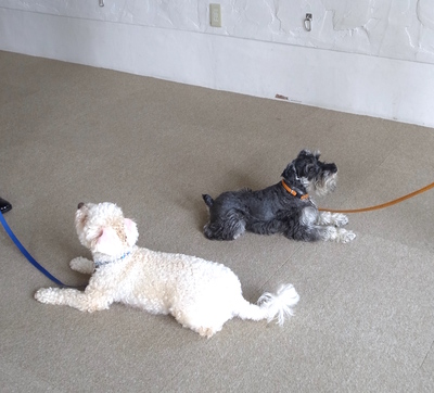 金子担当・愛犬といっしょのレッスン（30分）