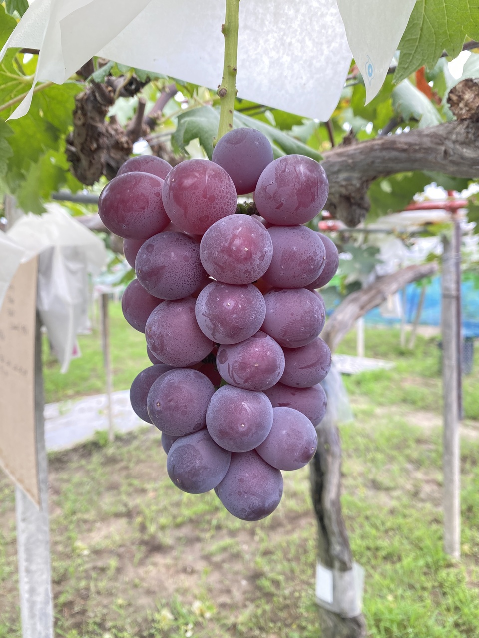 【ぶどう収穫体験】【ぶどう狩り】ふじみのり　藤稔限定