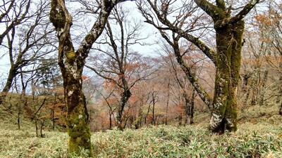 Hiking tour to Mount Kunimi in Iya Valley