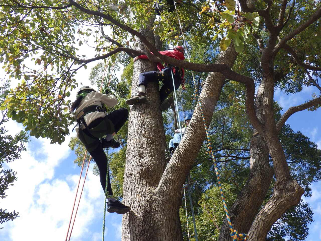 ツリークライミング体験会