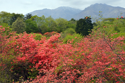 4月18日(土)福島桜ツアー・5月17日(日)日光流鏑馬ツアー・6月27日(土)紫陽花・動物園撮影ツアー