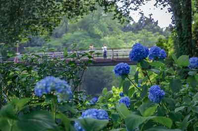 4月18日(土)福島桜ツアー・5月17日(日)日光流鏑馬ツアー・6月27日(土)紫陽花・動物園撮影ツアー
