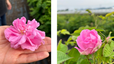 ＜薔薇と桃＊薫る五感＞　桃シフォンケーキとクロワッサンサンド＆国産ダマスクローズの化粧水作り