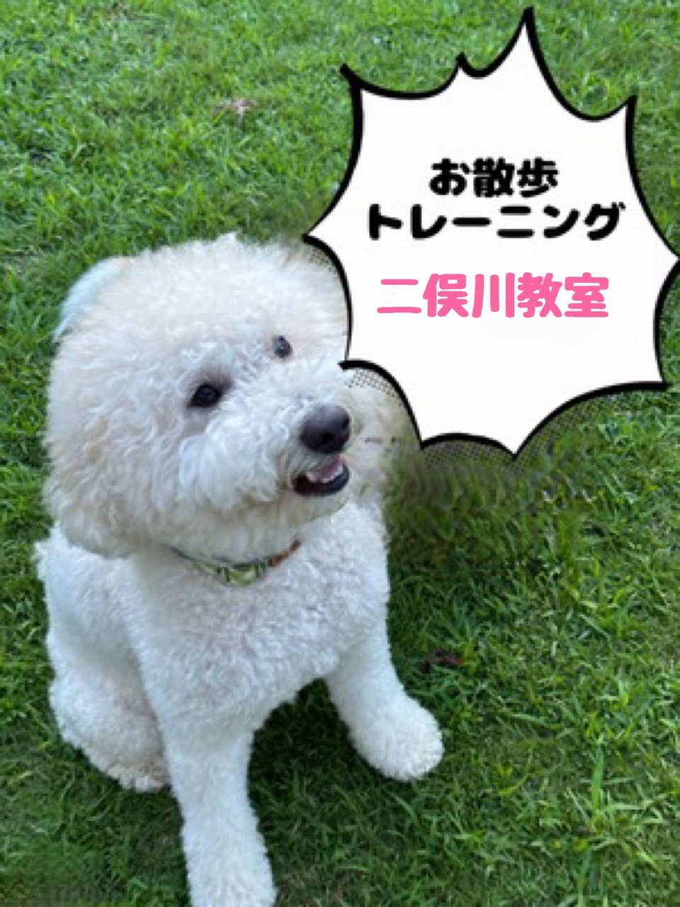 お散歩トレーニングクラス（二俣川教室）