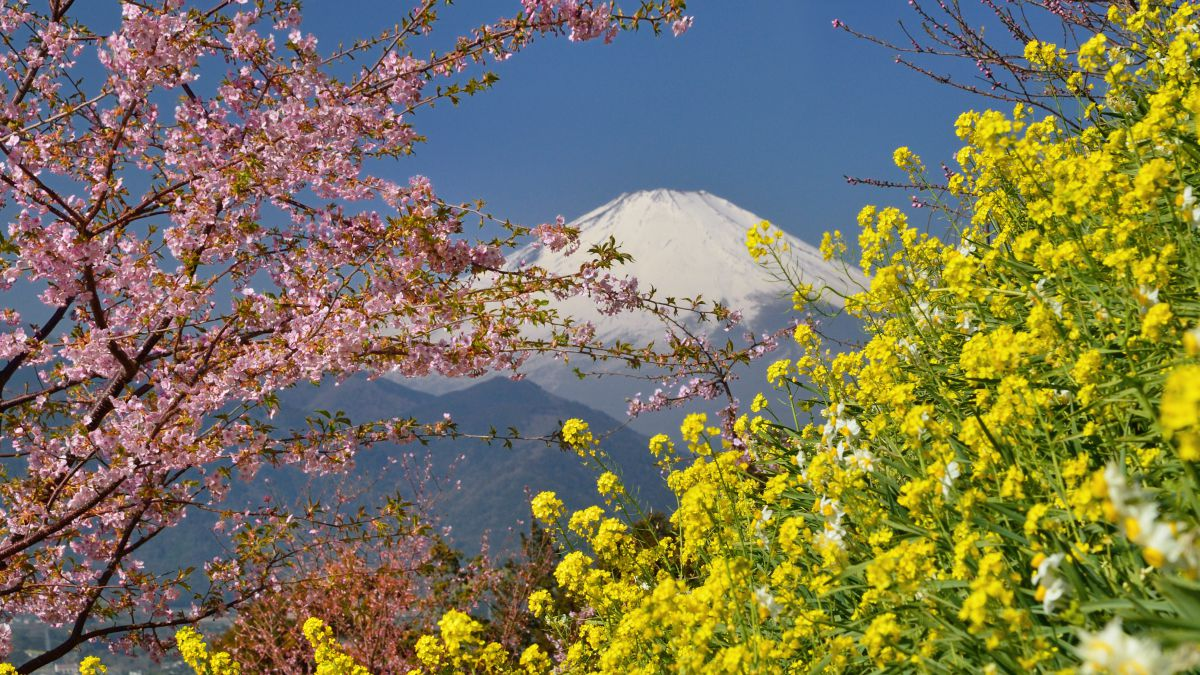 【男性予約】　2月22日(日)　河津桜　松田町