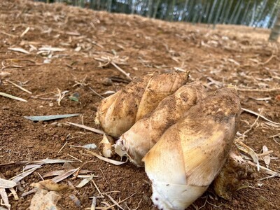 【4月の土日・1日2組様限定！】京都西山・乙訓の名産たけのこ収穫と新鮮ランチ体験