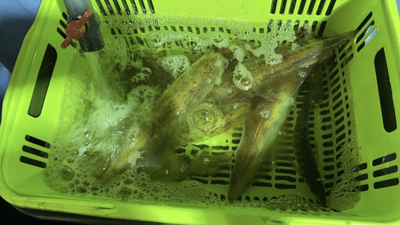 白イカ釣りシーズン2026【深夜便】