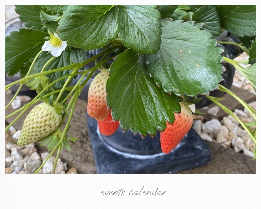 1/25(日) イチゴの苗を使った鉢植え教室