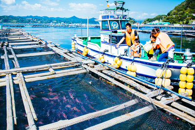 漁業体験-養殖マグロ餌やり-紀州梅まだい餌やり(串本町)_和歌山プログラム_ポケマルおやこ地方留学2025夏