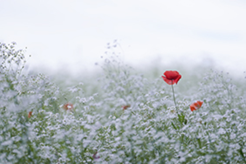  花の写真教室