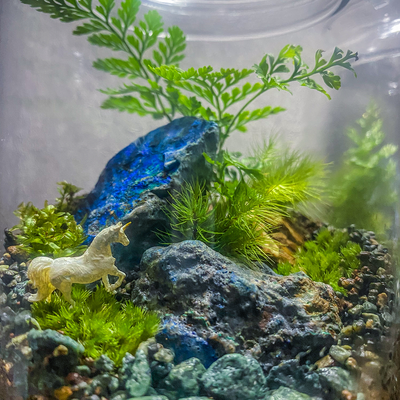 1月の苔テラリウムワークショップ｜青い鉱石のテラリウム｜木曜は雨音の森へ。