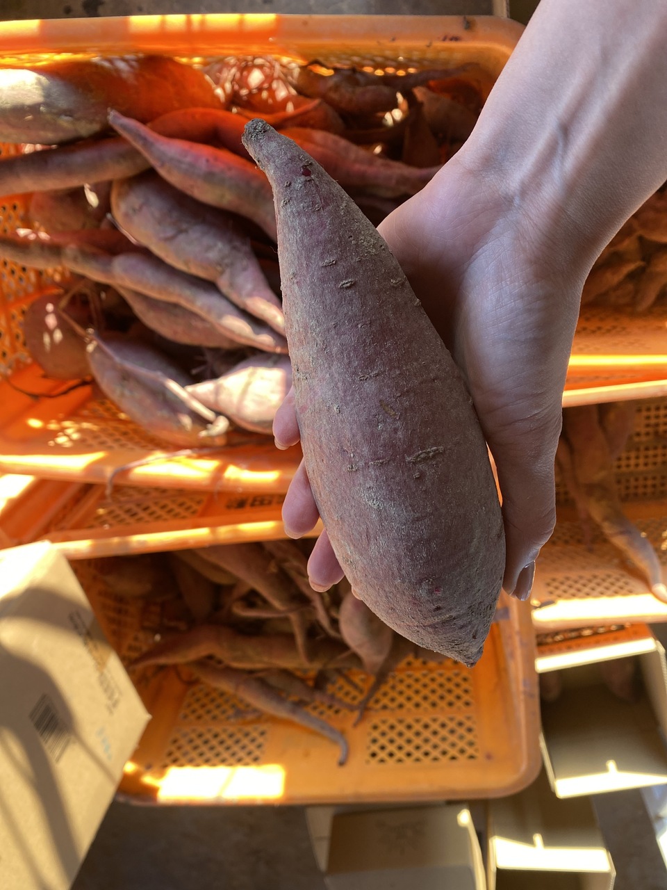 【さつまいも掘り体験】安全安心の自然農法で大切育てた芋掘りを大自然の中で楽しんでください