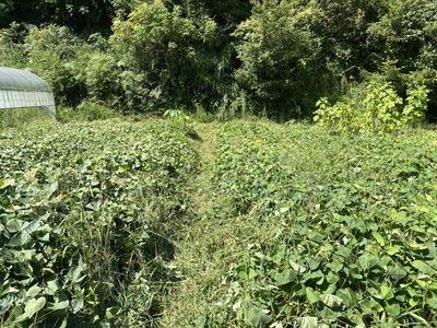 【さつまいも掘り体験】安全安心の自然農法で大切育てた芋掘りを大自然の中で楽しんでください