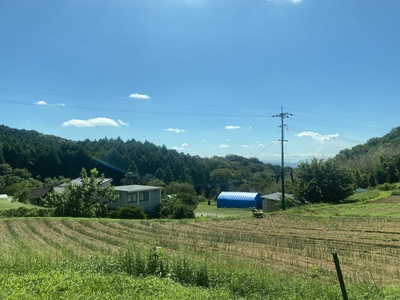 【さつまいも掘り体験】安全安心の自然農法で大切育てた芋掘りを大自然の中で楽しんでください