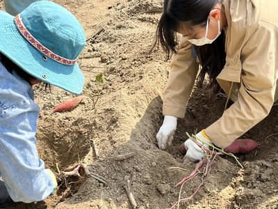 【さつまいも掘り体験】安全安心の自然農法で大切育てた芋掘りを大自然の中で楽しんでください