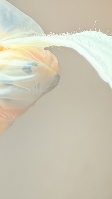 熊本市東区｜増毛エクステ×まつげ×眉｜大人女性の美サロンJupiter