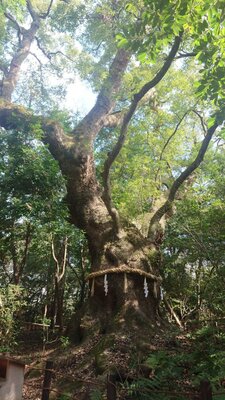 4/26（日）宇宙が動く日、あなたも動く！天王星双子座イングレス × 豊川稲荷正式参拝会