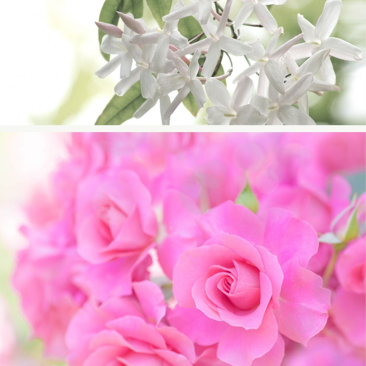 【5月GW】ローズフェイシャル&ボディトリートメント