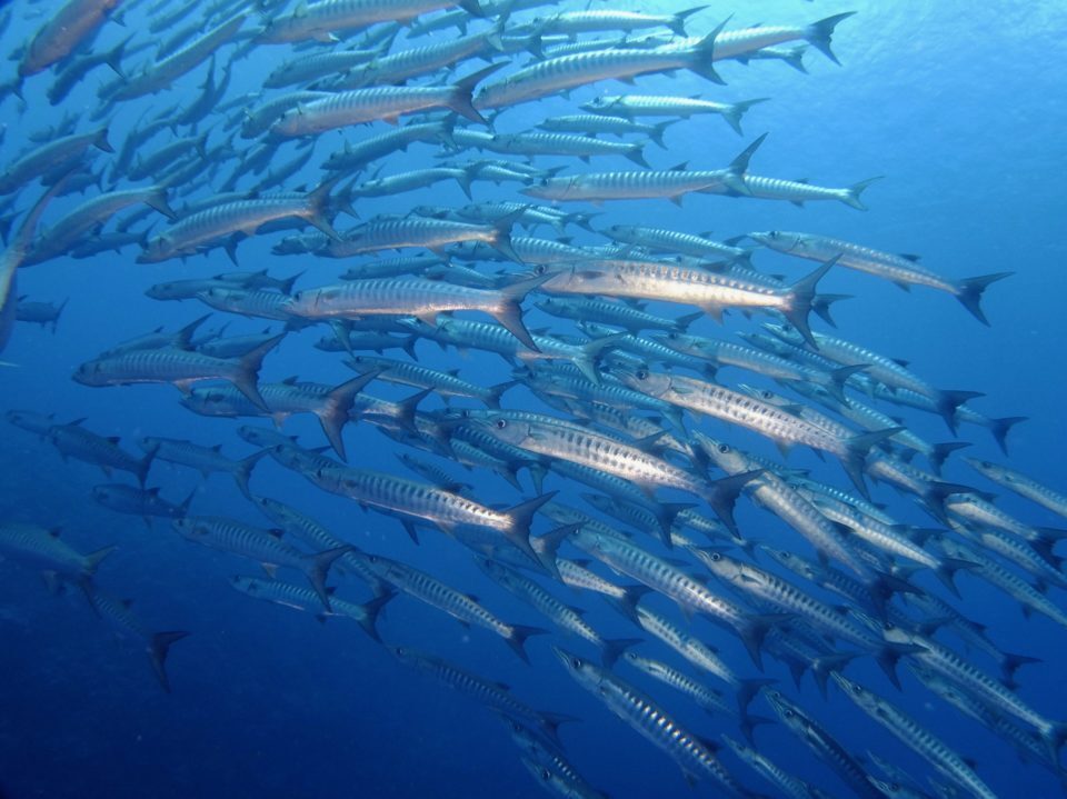 ６月１７日(水)出発 “憧れのダイバーズ パラダイス！”ＰＡＬＡＵ（パラオ）５泊６日ツアー ＦＤ／エンリッチドエアＳＰ