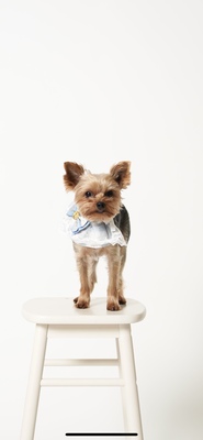 【ご予約はこちら】セルフ写真館 オレオとベイク