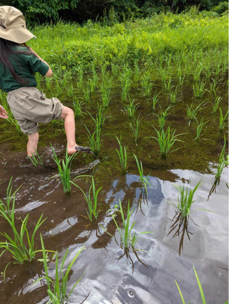 石川さんと野あそび 体験_青森・岩手プログラム_ポケマルおやこ地方留学2025夏