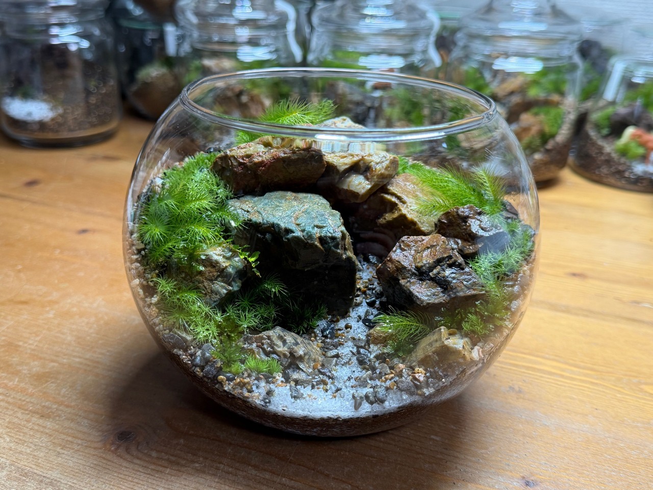 【グリーンテラスマツイ　3月開催】ボール型ガラス容器Mサイズ（15㎝）でつくれる苔テラリウム