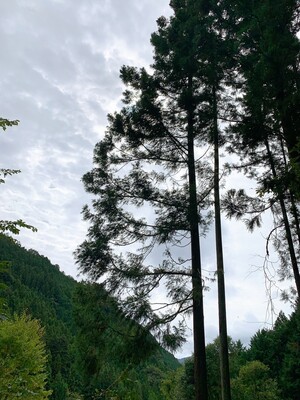 【ビジター】キャンプ利用