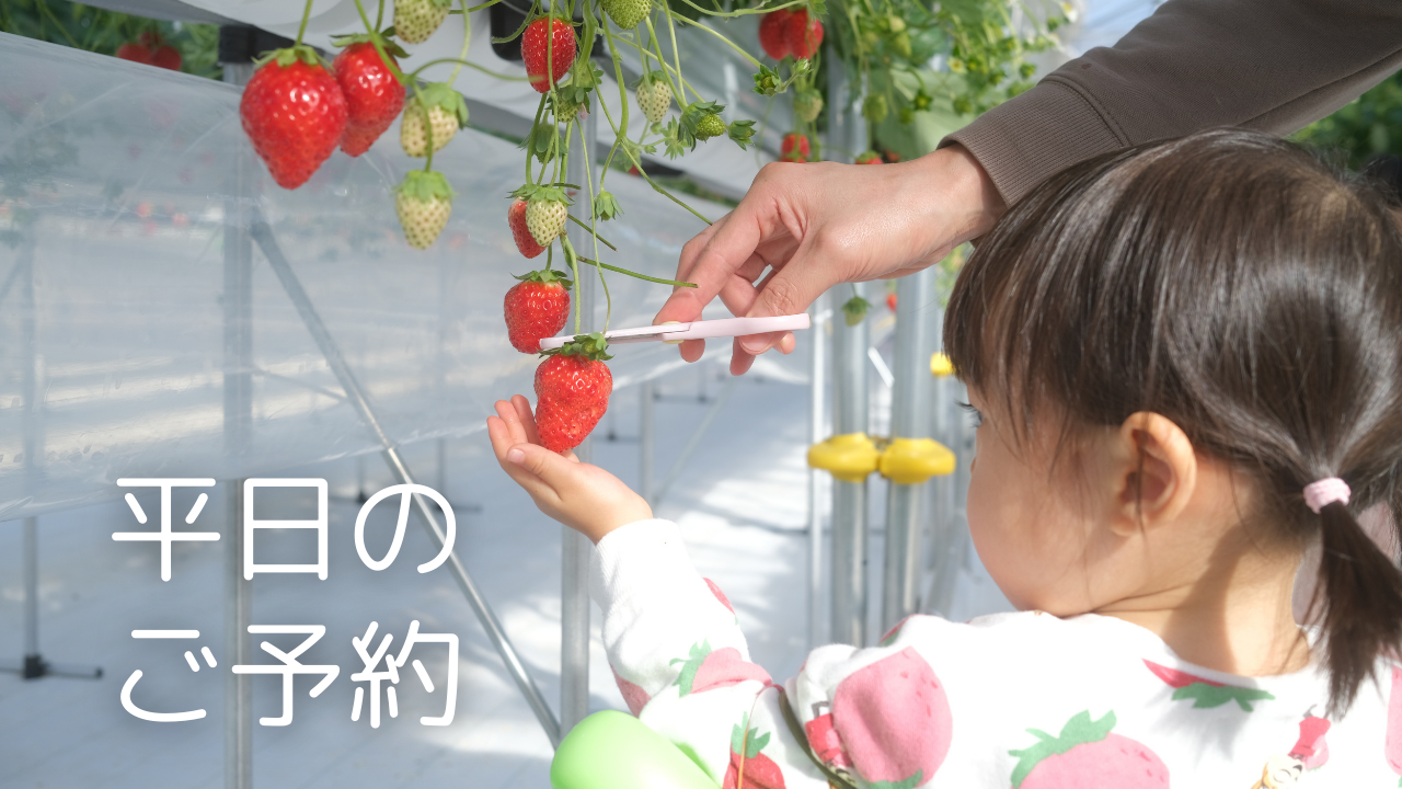 【平日】いちご狩り体験45分/贅沢ハウス1棟1組貸切