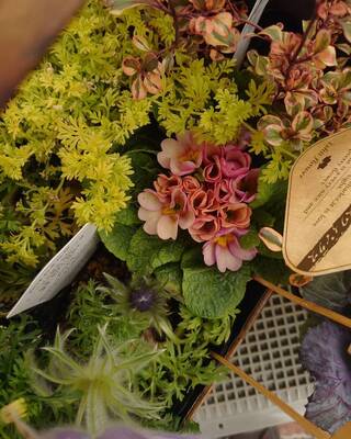 【Keitto】春をたのしむ🌸お花の寄せ植えワークショップbyホリイ花店