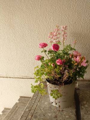 【Keitto】春をたのしむ🌸お花の寄せ植えワークショップbyホリイ花店