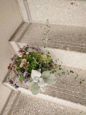 【Keitto】春をたのしむ🌸お花の寄せ植えワークショップbyホリイ花店