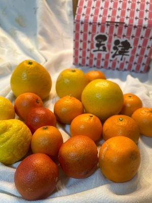 【緊急開催】 濃厚チョコオレンジシュトーレン＆ブラッドオレンジ祭り（シュトーレン2本付）