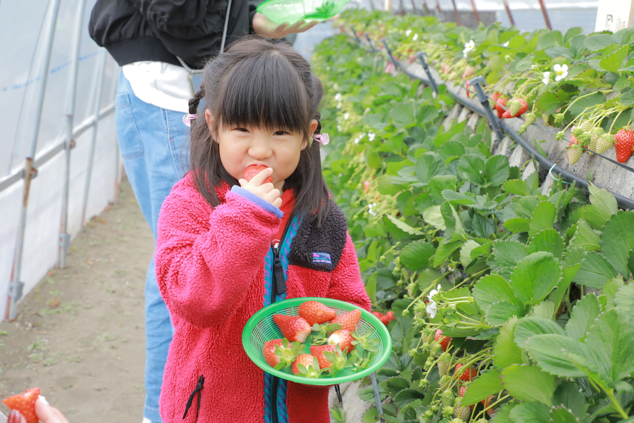 【農業体験】環境にも人にもやさしい！　京都・大原野「有機農法」のいちご栽培＆収穫体験