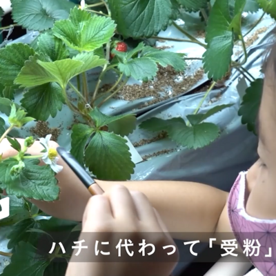 【農業体験】環境にも人にもやさしい！　京都・大原野「有機農法」のいちご栽培＆収穫体験