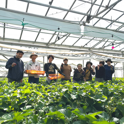 【農業体験】環境にも人にもやさしい！　京都・大原野「有機農法」のいちご栽培＆収穫体験