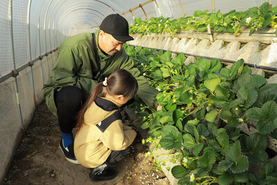 【農業体験】環境にも人にもやさしい！　京都・大原野「有機農法」のいちご栽培＆収穫体験