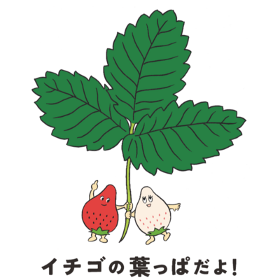 【農業体験】環境にも人にもやさしい！　京都・大原野「有機農法」のいちご栽培＆収穫体験