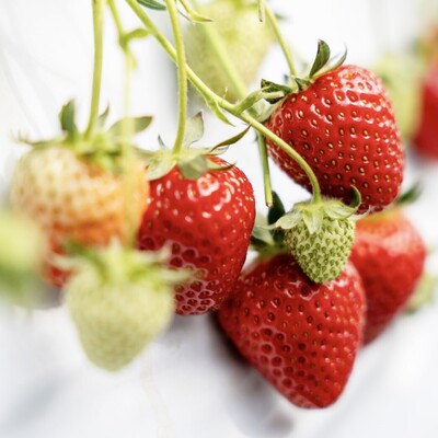 【農業体験】環境にも人にもやさしい！　京都・大原野「有機農法」のいちご栽培＆収穫体験