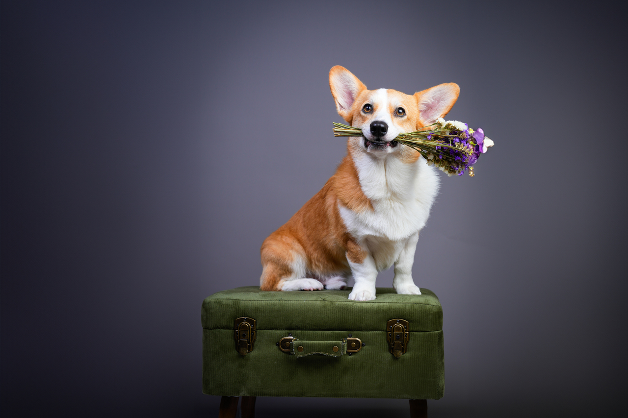 いつものわんにゃん撮影会