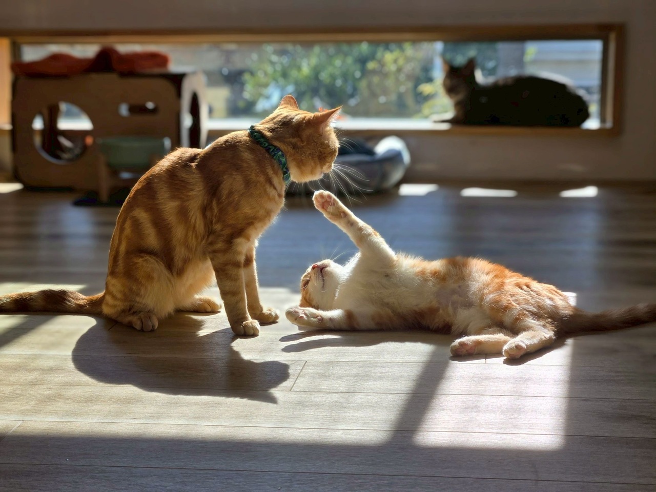 🐾 シン・猫の森ハウス「猫の日イベント」2026 🐾