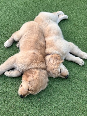 【土日祝】大型犬パピー達とモフモフ体験🐶