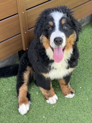 【土日祝】大型犬パピー達とモフモフ体験🐶