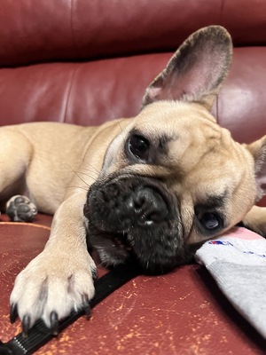 【土日祝】大型犬パピー達とモフモフ体験🐶