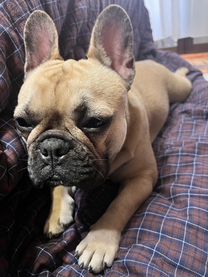 【土日祝】大型犬パピー達とモフモフ体験🐶