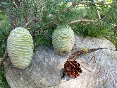 🌲鳥取・三朝温泉高原  松の収穫見学＆森のピクニックリトリート（1泊2日）
